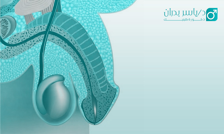 الحشفة-المتدلية-وكيفية-تجنبها